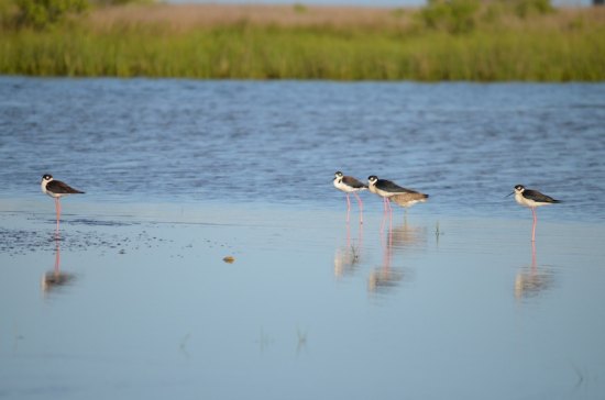 A group of black-necked stilts roosting in the bait